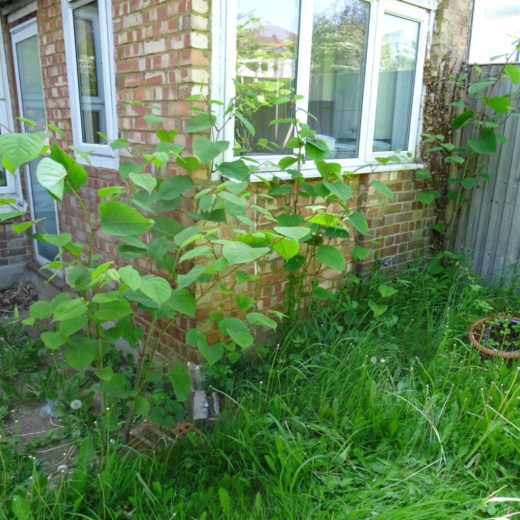 Japanese Knotweed Removal Newport 1