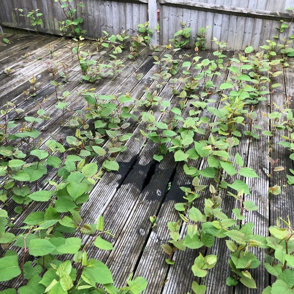 Japanese Knotweed Removal Vale of Glamorgan 2