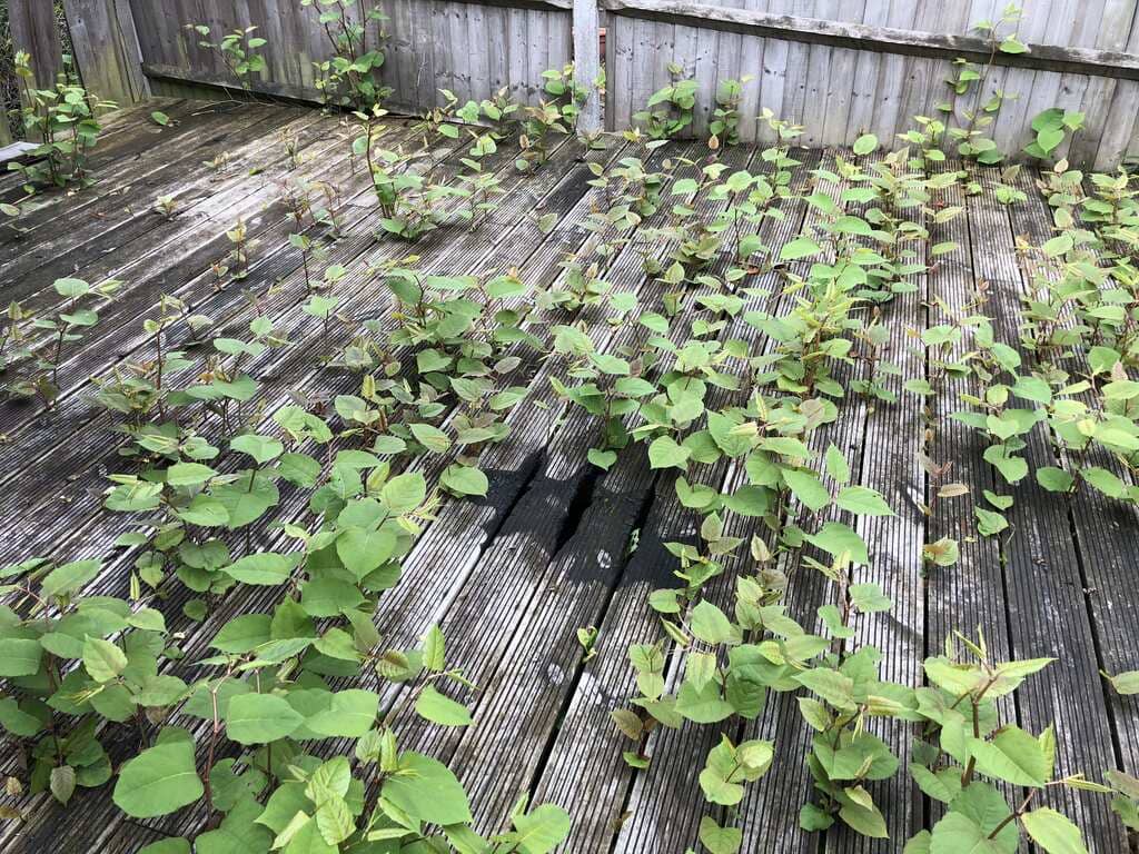 japanese knotweed on property in spring