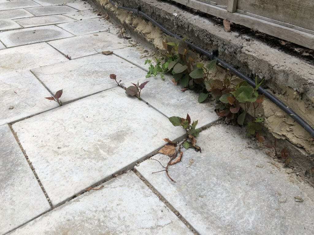 japanese knotweed removal newham