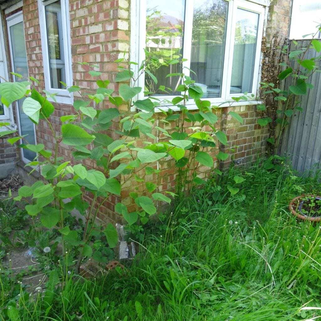 japanese knotweed removal london