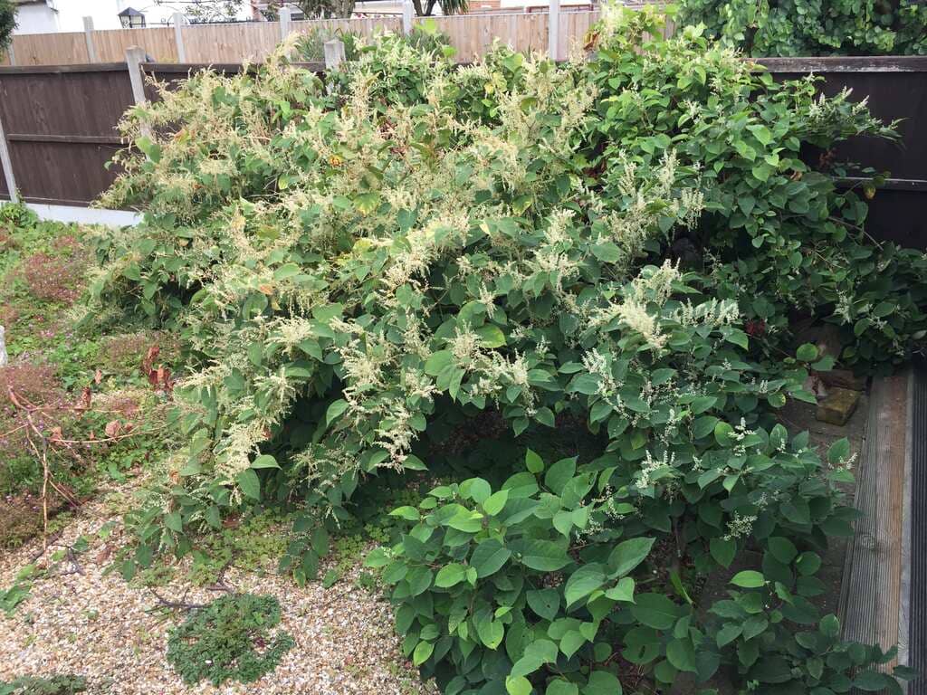 Japanese knotweed Garden Pic