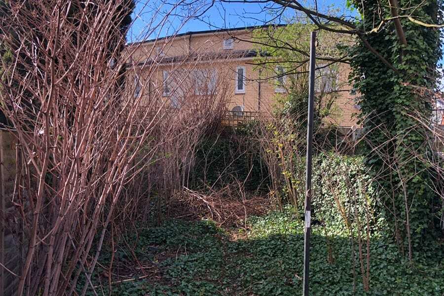 what-does-a-japanese-knotweed-winter-look-like