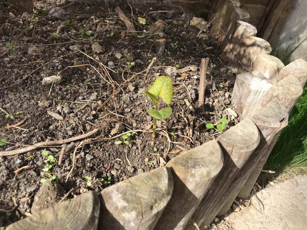 Japanese Knotweed Removal in Bristol