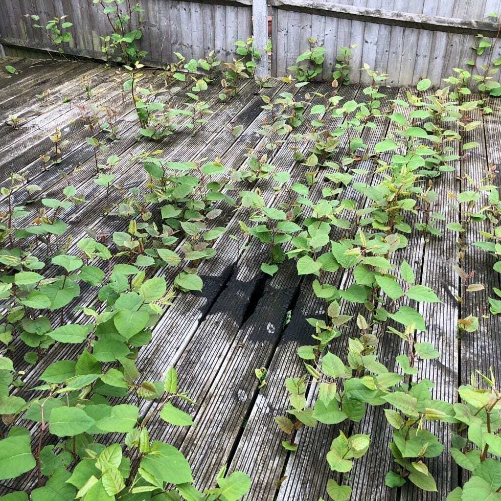 japanese knotweed removal dartford